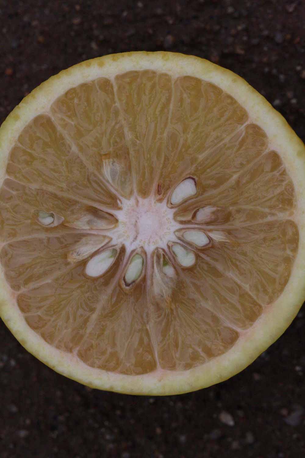            Fruit cross-section (Riverside, CA)   